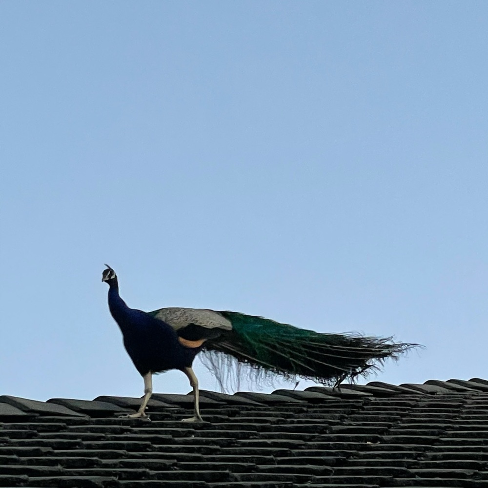 Meet your Posher, Cloe